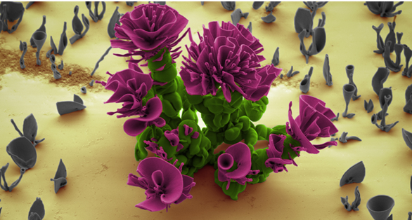 NHỮNG BÔNG HOA NHỎ NHẤT THẾ GIỚI