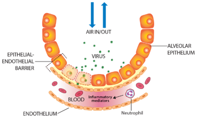 Sử dụng hệ thống Cellsearch để nghiên cứu biến chứng của Covid-19