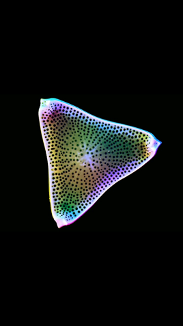 Diatom và ý nghĩa của Diatom test trong chẩn đoán pháp y...