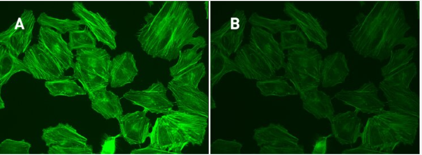 HIỆN TƯỢNG PHOTOBLEACHING (TẨY MÀU HUỲNH QUANG) VÀ CÁCH KHẮC PHỤC